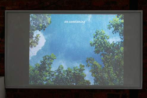 off-page 23 rachel tennant humans share 50% of their dna with trees visual poetry glasgow