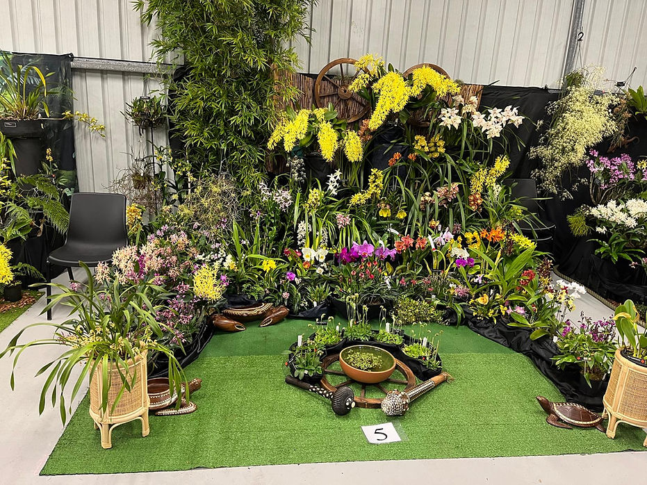 EDOC St. Ives Orchid Show Display