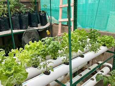 Our Rooftop Smart Farm