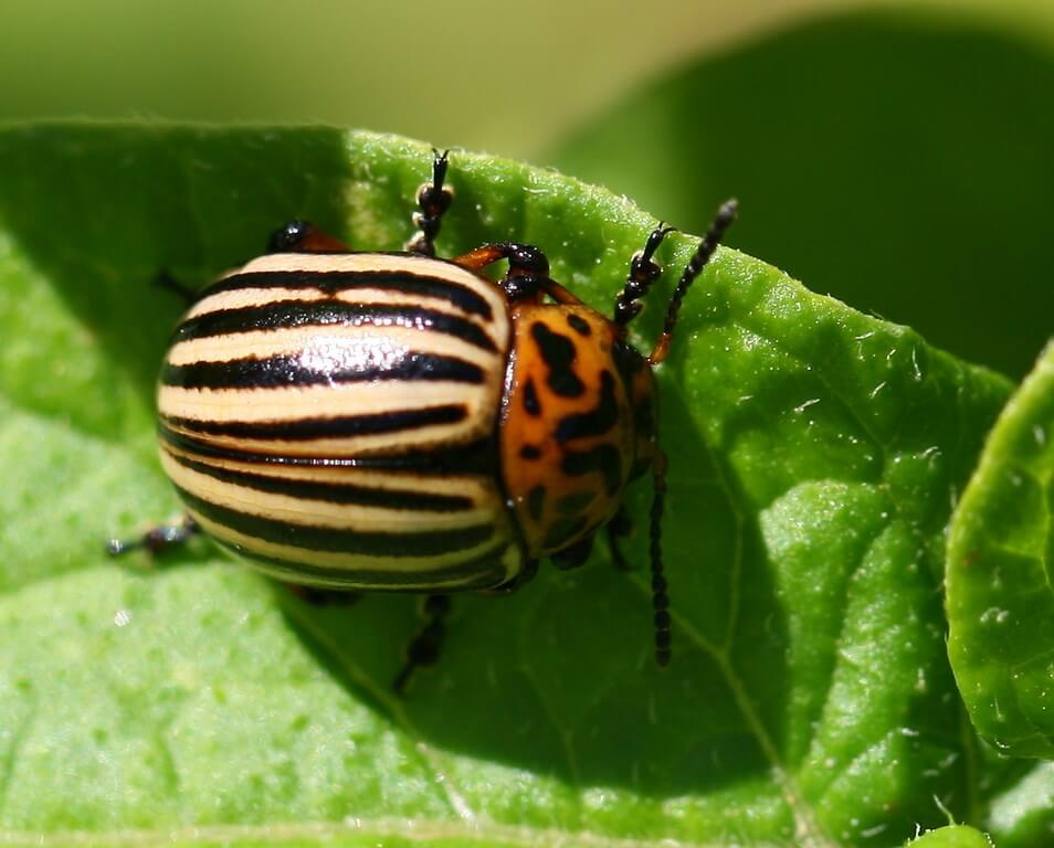 Daños causados por Escarabajo de la patata en Patata