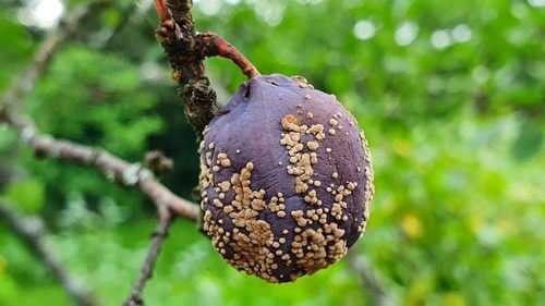 Momificado: Síntomas y daños en Arándano