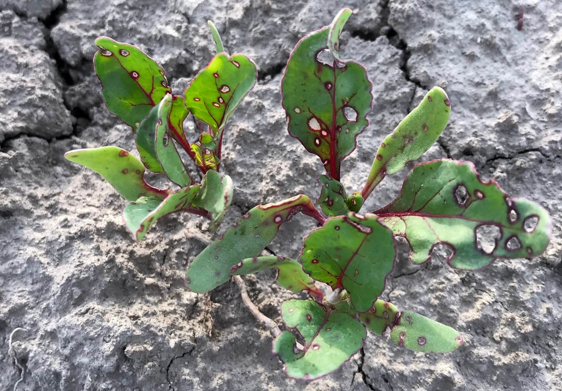 Flea beetle: Symptoms and damage in sugar beets