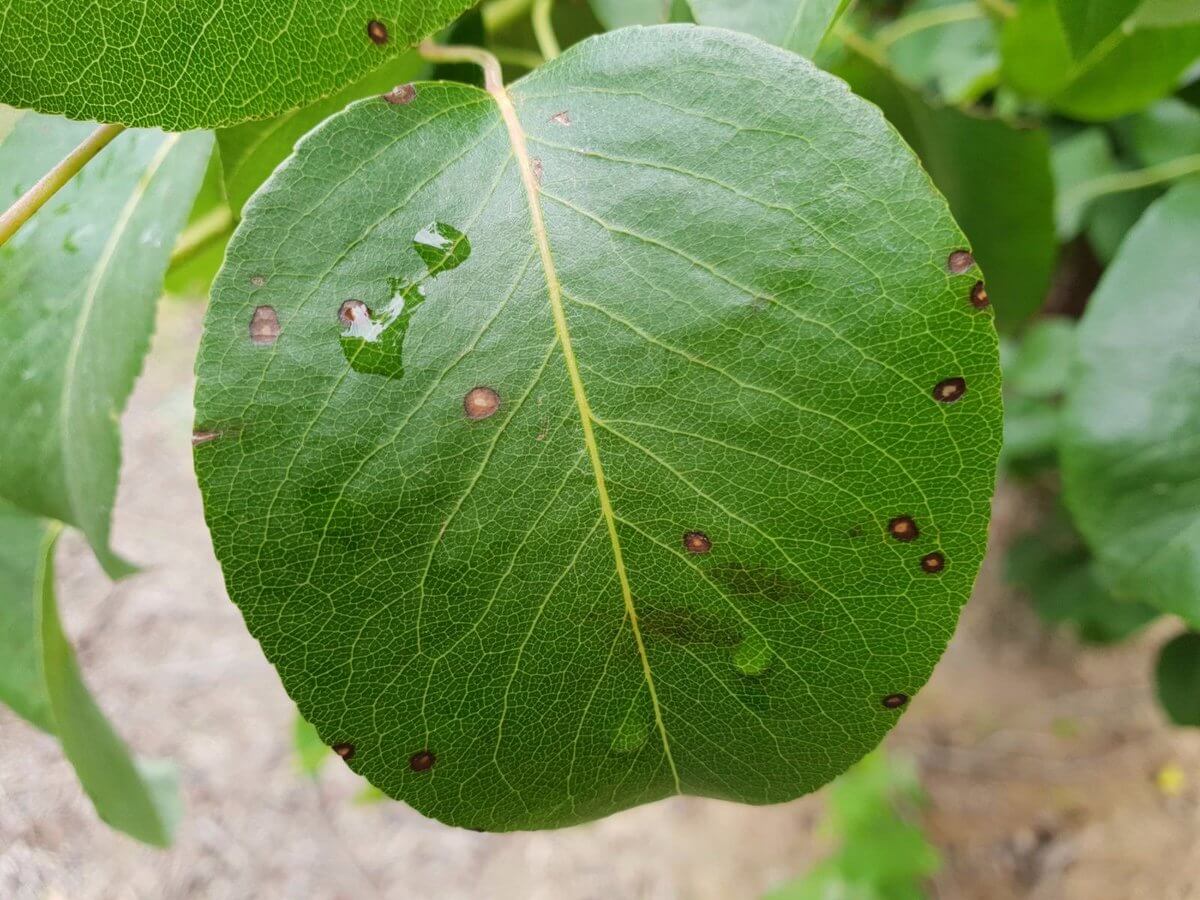 Danos causados por Septoria em pomóideas