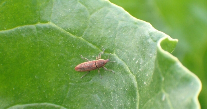 Cómo reconocer y combatir cleonus en remolacha azucarera