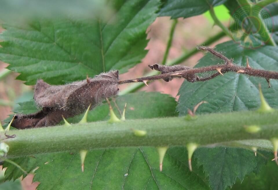 Pourriture grise : qu'est-ce que c'est, comment apparaît-elle et comment l'éliminer efficacement ?
