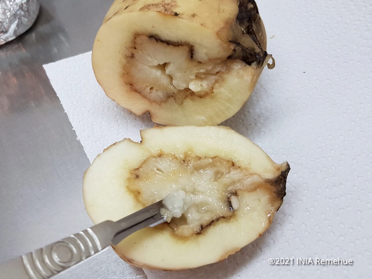 Pudrición blanda de los tubérculos y pie negro en patata | idMicrobe