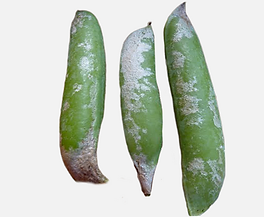 Trips en Guisantes: Cómo se reconoce y se trata eficazmente