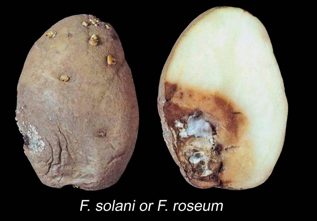 Dry rot in potatoes | idMicrobe