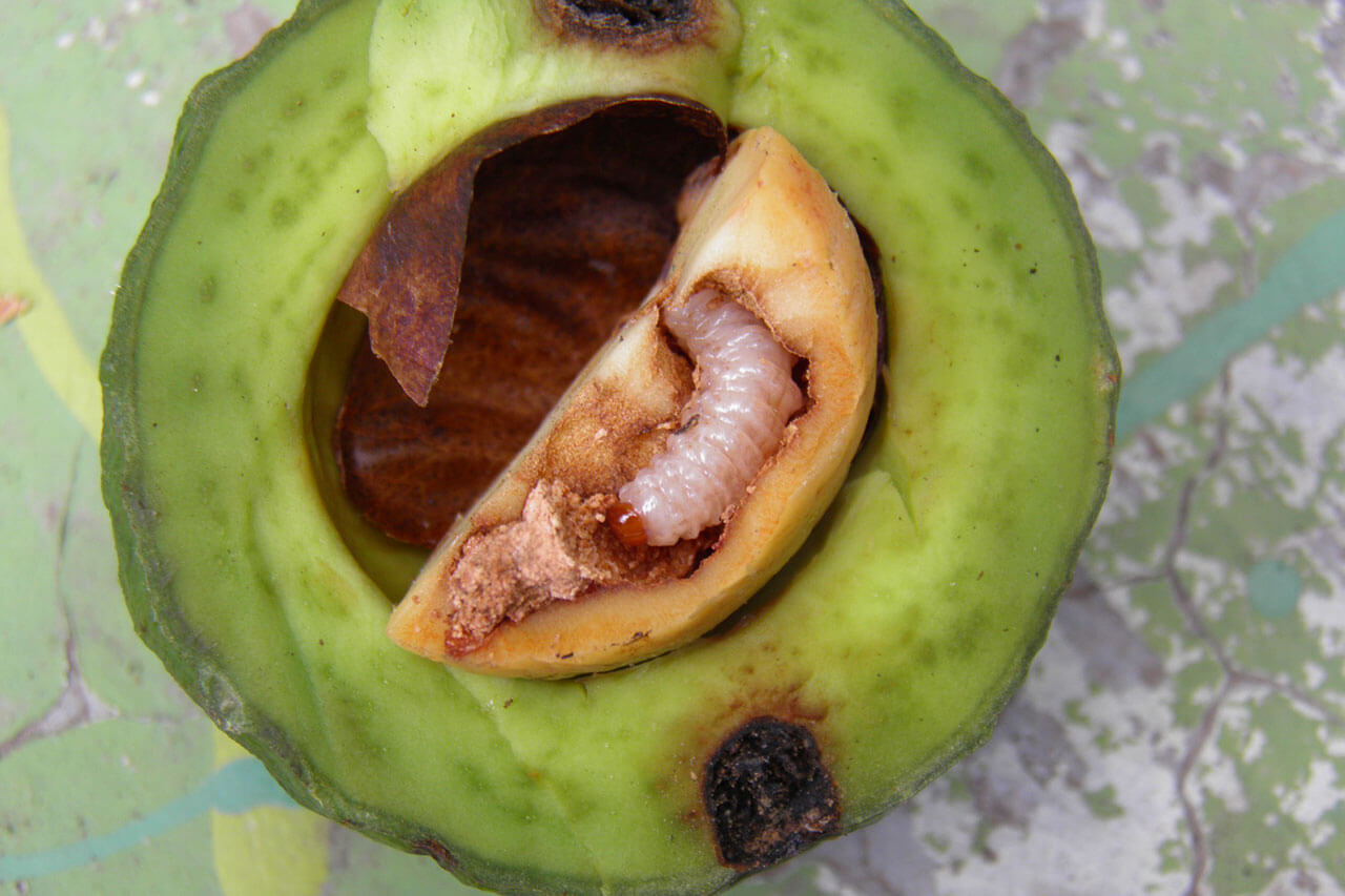 Broca-pequena-do-caroço-de-abacate: como reconhecê-la e tratá-la com eficácia