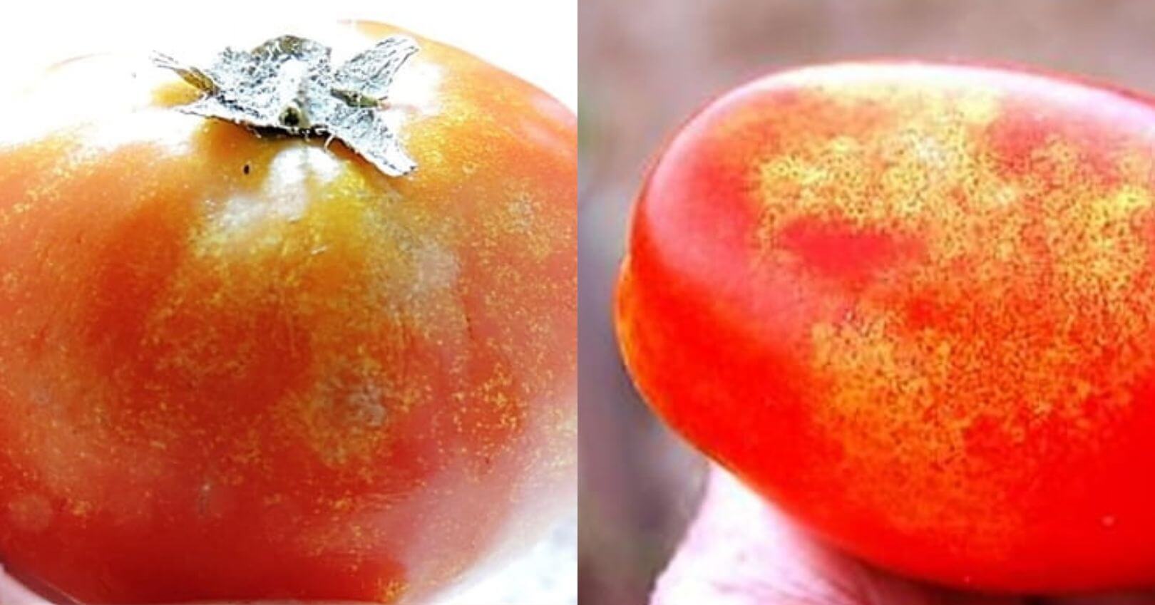 Trips en tomate | idMicrobe