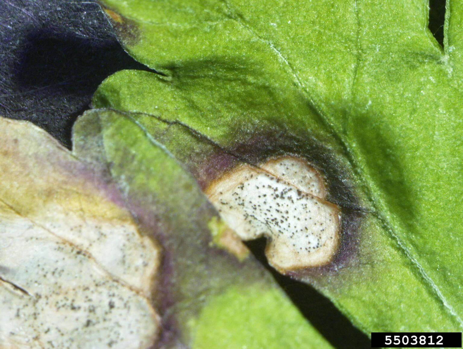 Septoria on celery | idMicrobe