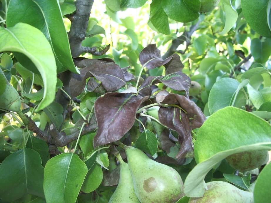 Podredumbre de los frutos: Síntomas y daños en Peral