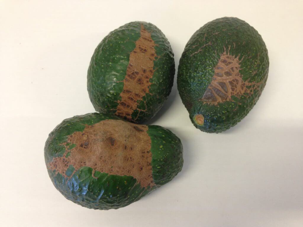 Danos causados pela sarna do abacateiro