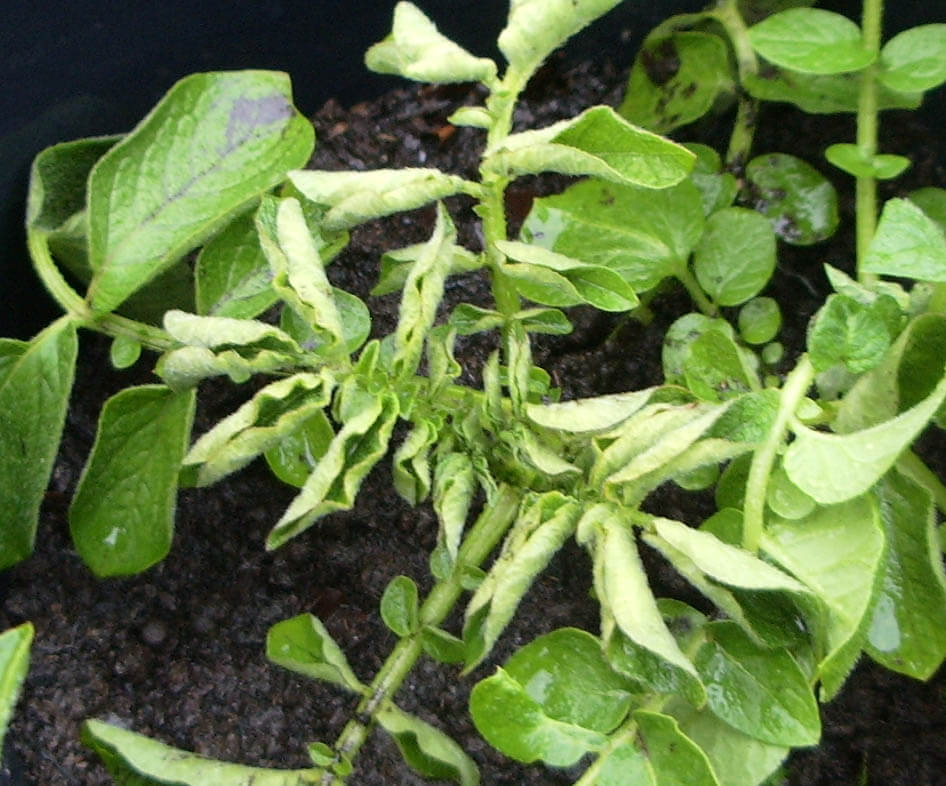 Virus de la cloque de la pomme de terre : comment le reconnaître et le traiter efficacement