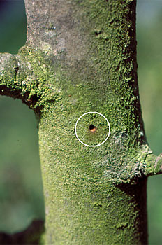 Barrenillo en Higo o higuera: Cómo se reconoce y se trata eficazmente