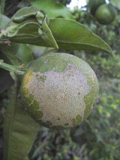 Ácaros: Sintomas e danos em plantas decorativas de jardim e/ou de interior