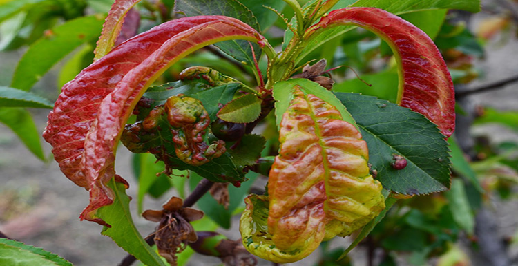 Symptômes de l’abollure sur les plantes