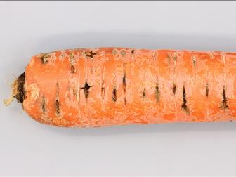 Pudrición o Fusariosis: Síntomas y daños en Zanahoria