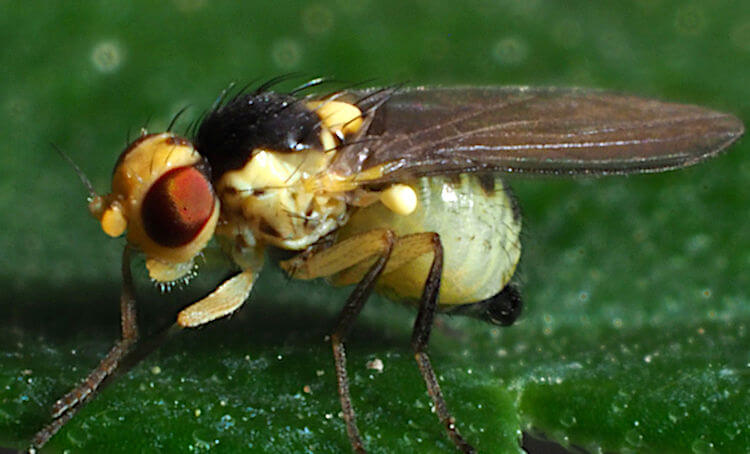 Mineuses des feuilles : symptômes et dégâts sur le quinoa