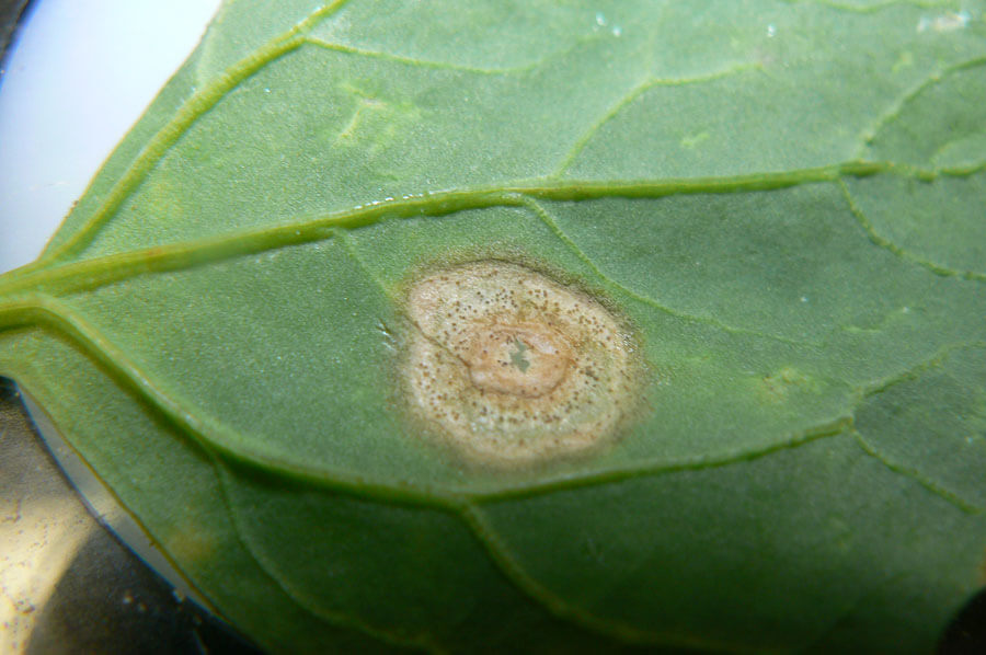 Daños causados por Mancha del tallo en Quinoa