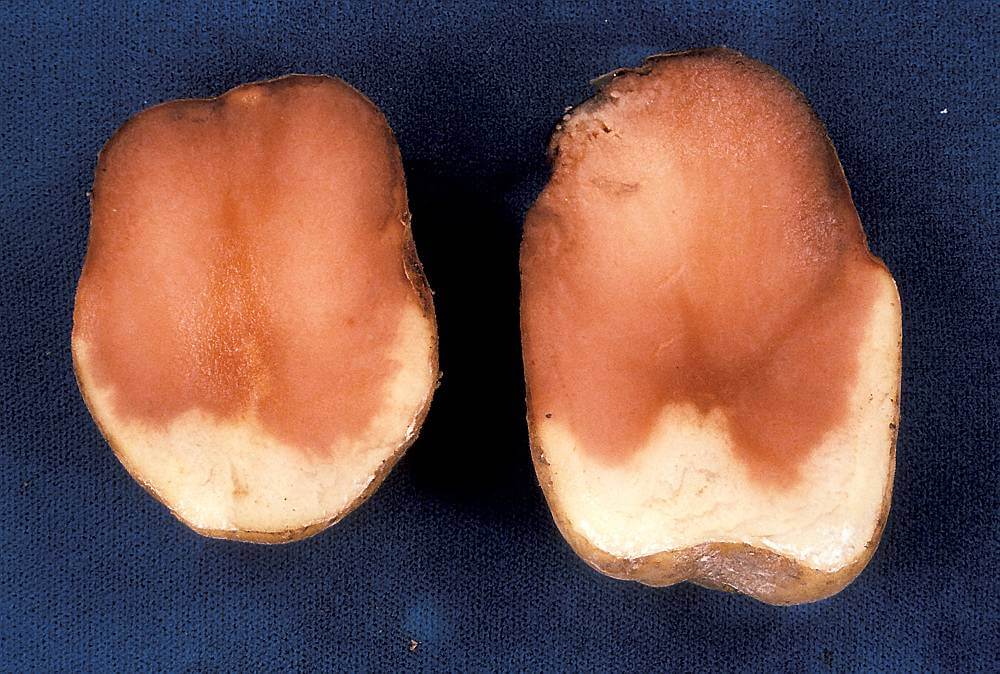 Podridão rosa: sintomas e danos em batatas