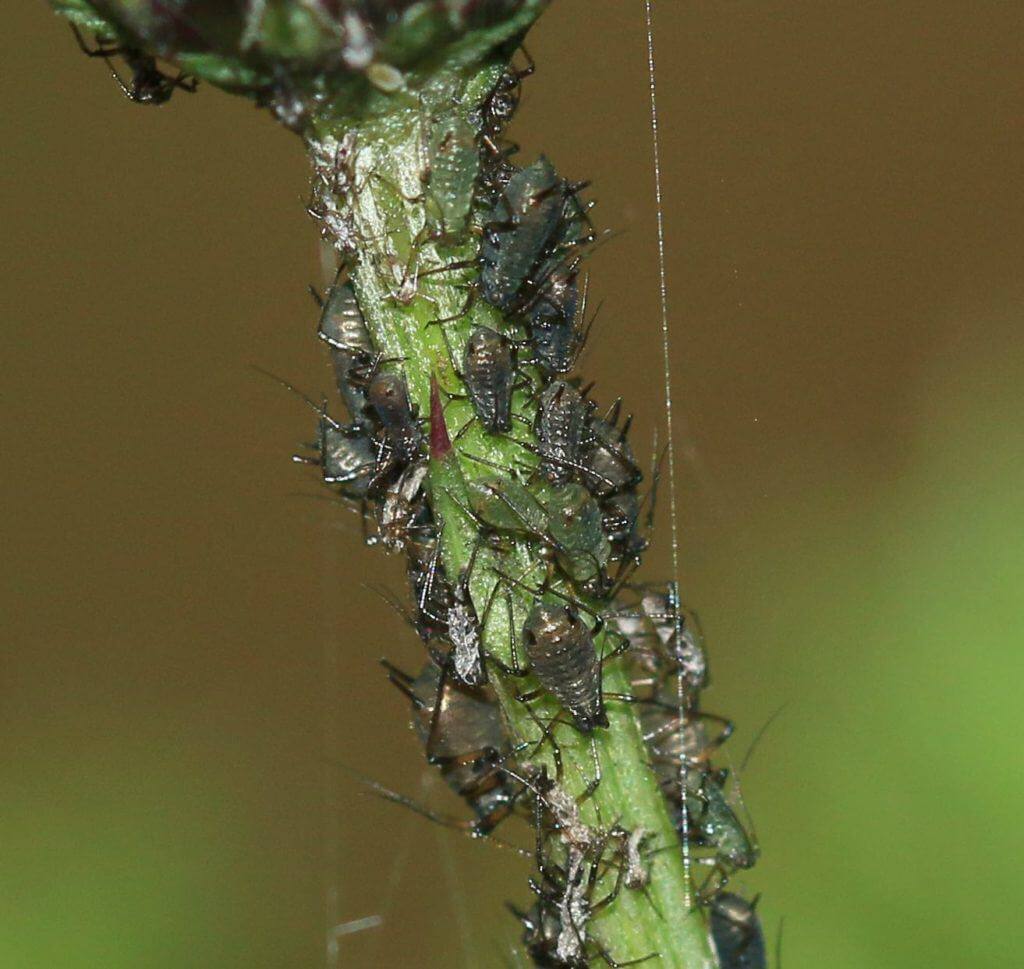 Aphids: Symptoms and Damage in Cannabis