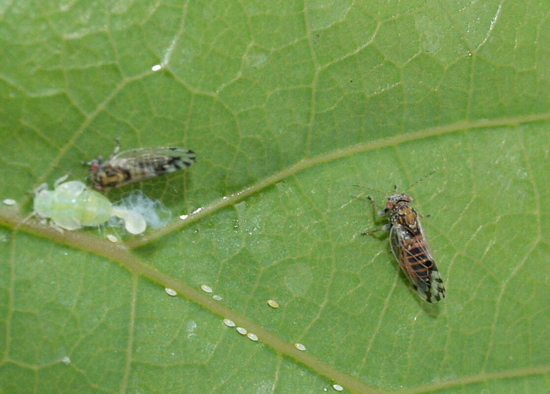 Psilas en plantas decorativas | idMicrobe