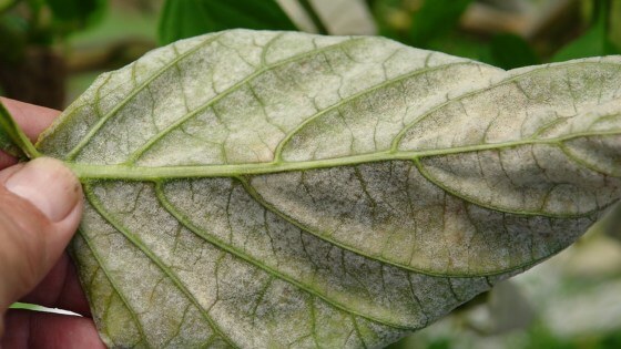 Powdery Mildew: Symptoms and Damage on Peppers