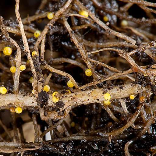 How to recognize and combat potato cyst nematodes