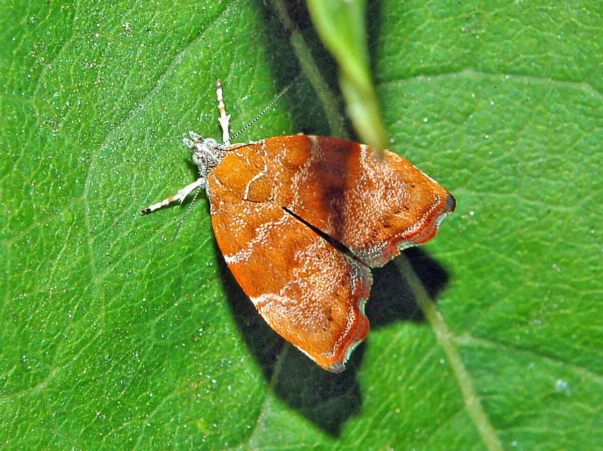 Damage caused by fig moth on fig or fig tree