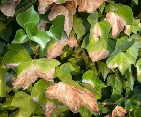 Planta con manchas marrones por exceso de sol y altas temperaturas
