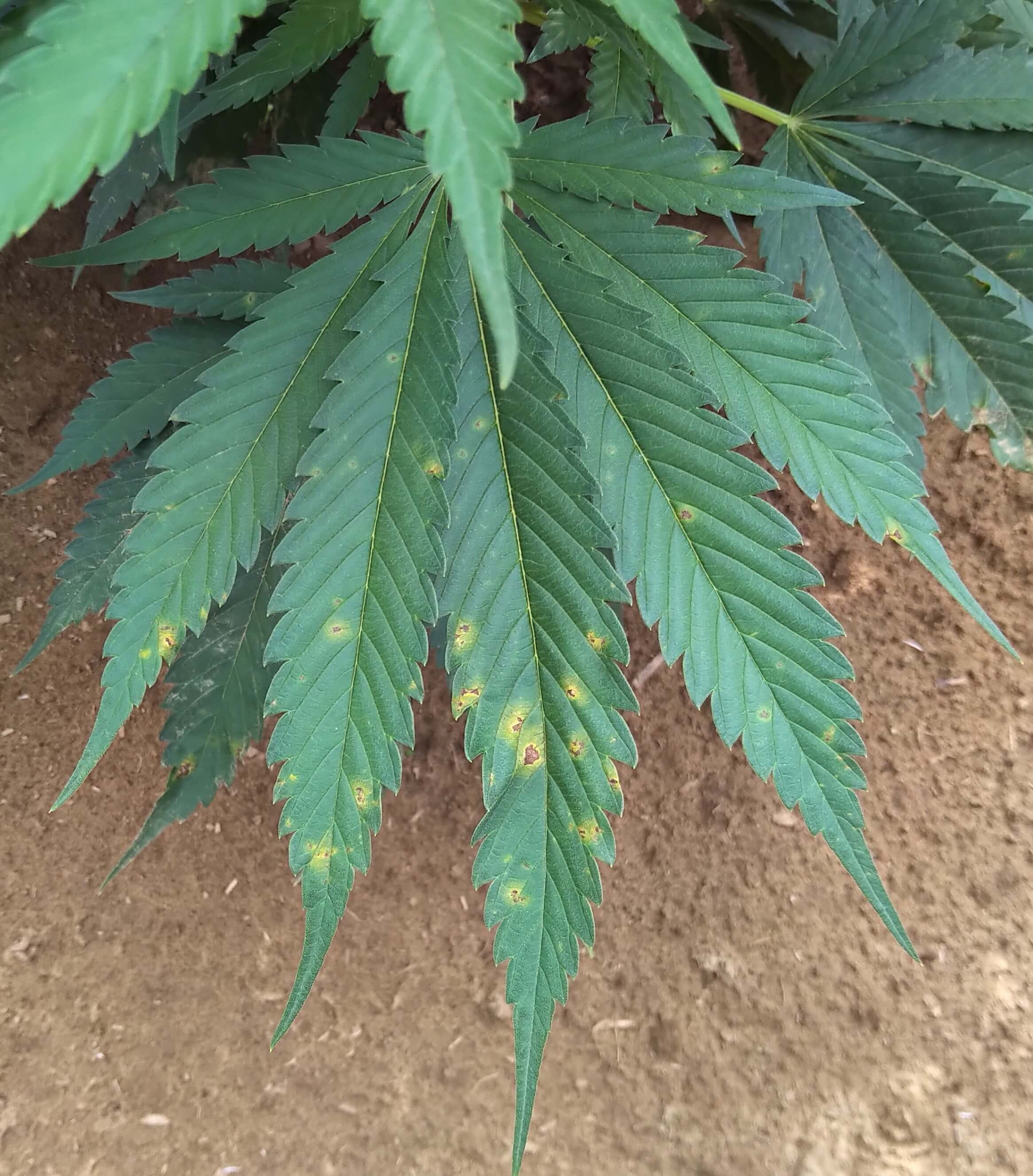 Mildiou du cannabis | microbeid