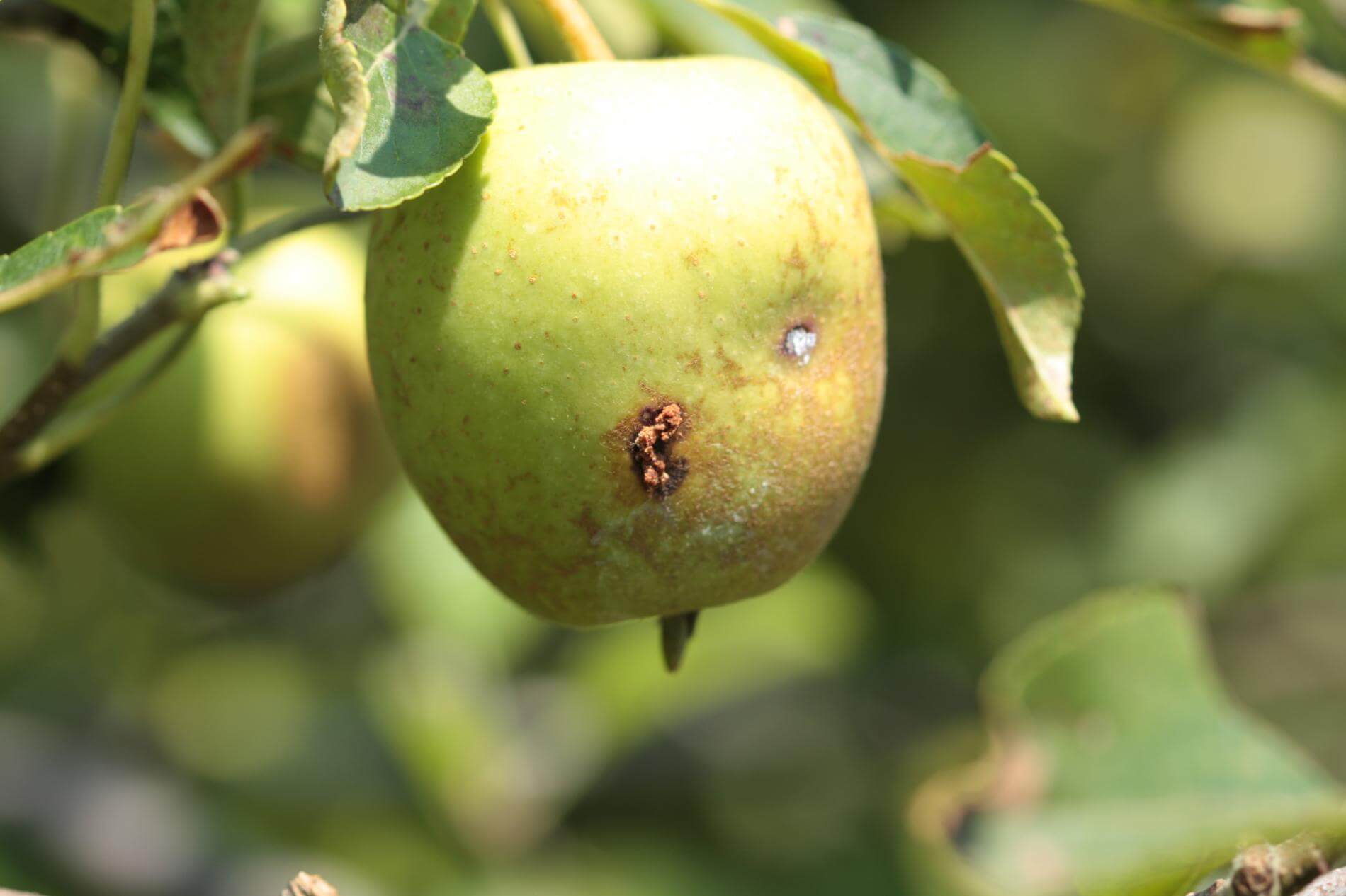 Codling moth or pear moth | idMicrobe