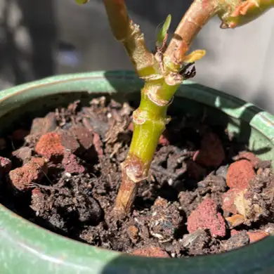 Plante aux feuilles jaunes, atteinte d'un arrosage excessif