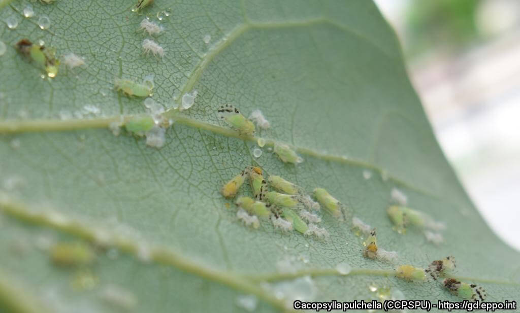 Psilas en Plantas decorativas de jardín y/o interior: Cómo se reconoce y se trata eficazmente