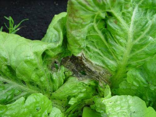 Pourriture grise : symptômes et dégâts sur la laitue et les plantes similaires