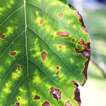 Symptômes de déshydratation chez les plantes : feuilles tombantes dues au manque d’eau