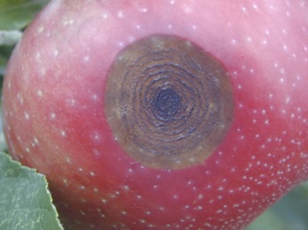 Danos causados pela antracnose em macieiras