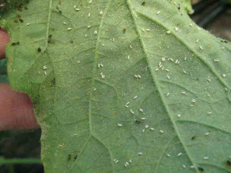 Aleurode sur poivrons : comment la reconnaître et la traiter efficacement