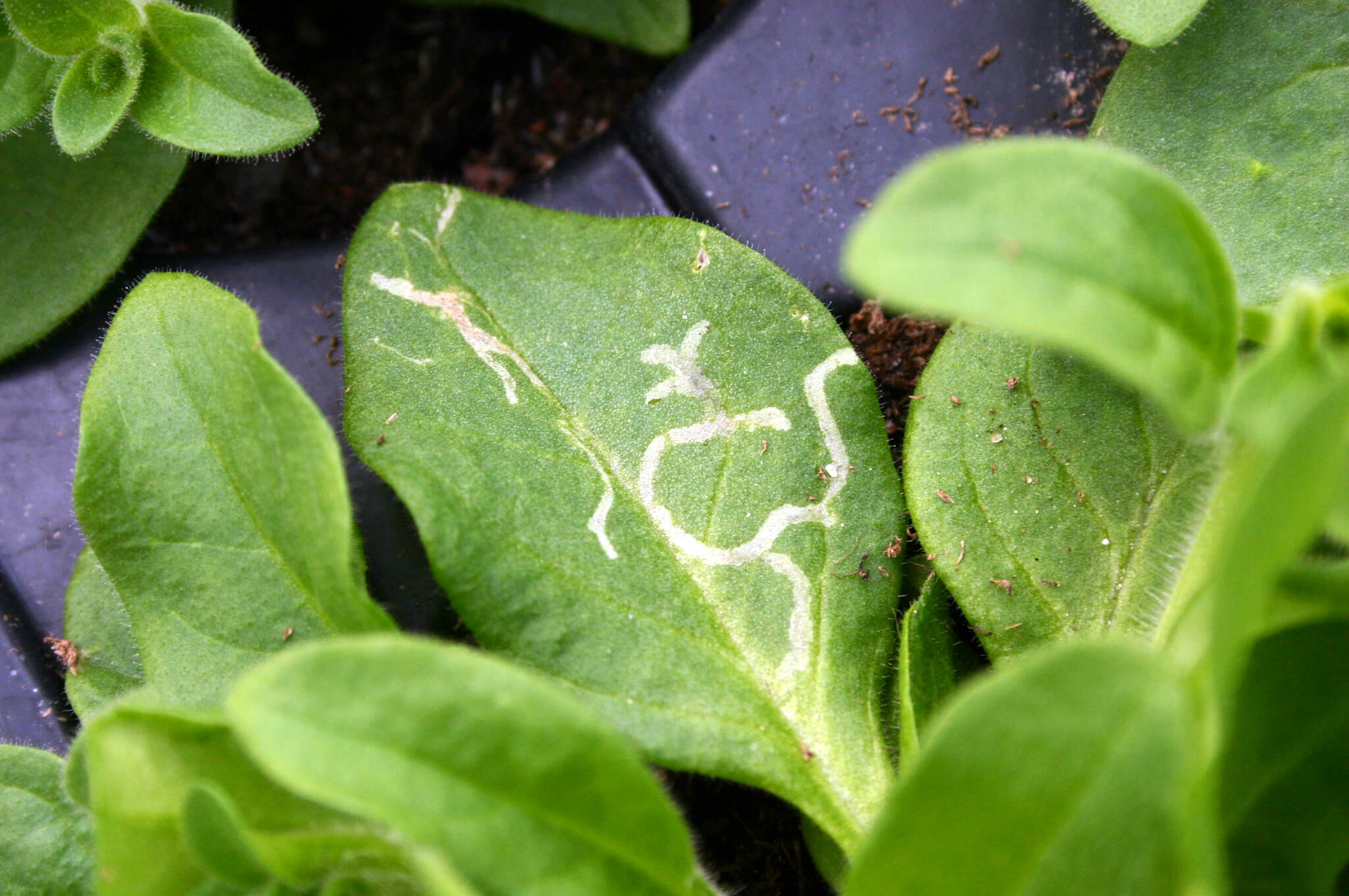 Mineuses des feuilles : ce qu'elles sont, d'où viennent-elles et comment les éliminer efficacement ?