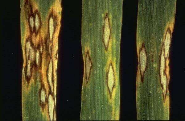 Rincosporiosis en cereales de invierno | idMicrobe
