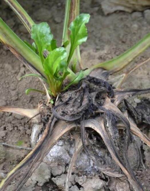 Pourriture molle : symptômes et dégâts sur les betteraves sucrières