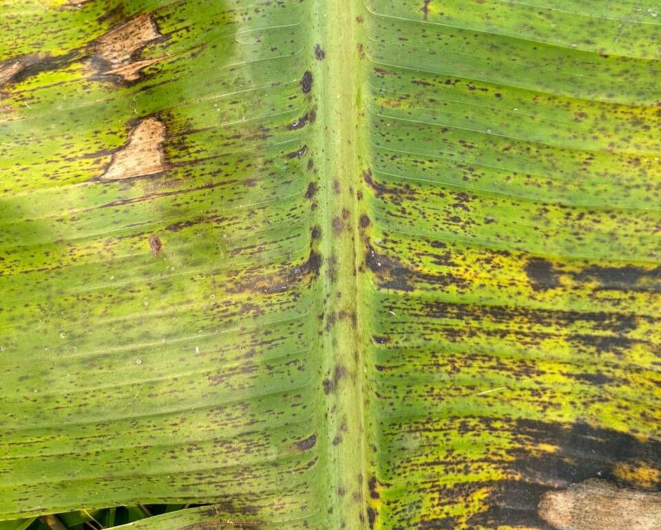 Manchas de banana em plantações de banana | idMicrobe