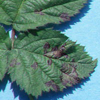 Downy mildew: what it is, how it originates, and how to eliminate it effectively