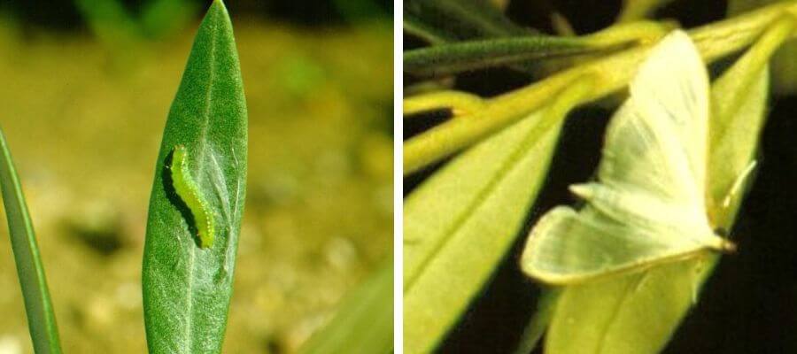 Olive glyphosate or jasmine moth: Symptoms and damage to olive trees