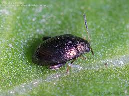 Daños causados por Pulguilla en Espinacas y similares