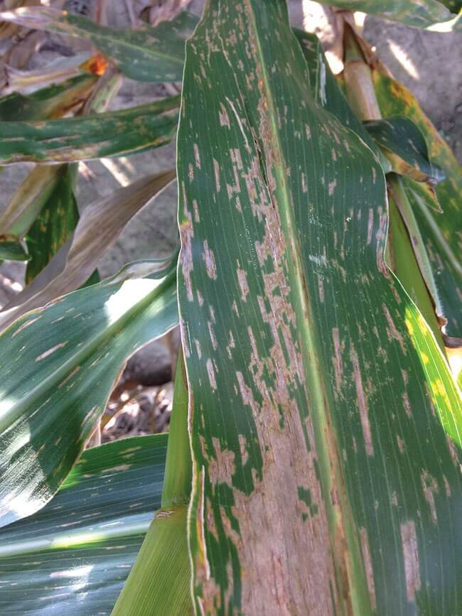 Dégâts causés par le mildiou, la brûlure des feuilles, le mildiou du maïs ou l'helminthosporiose du maïs