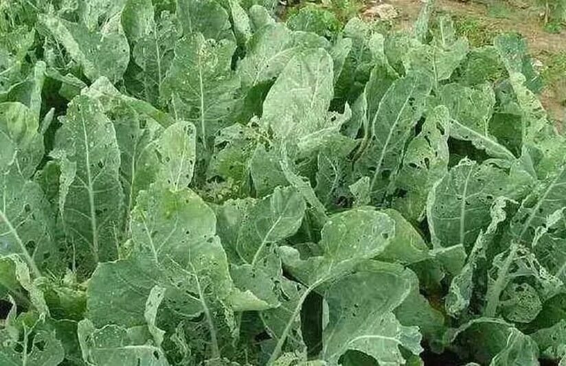 Rosquilla negra: Síntomas y daños en Rábano