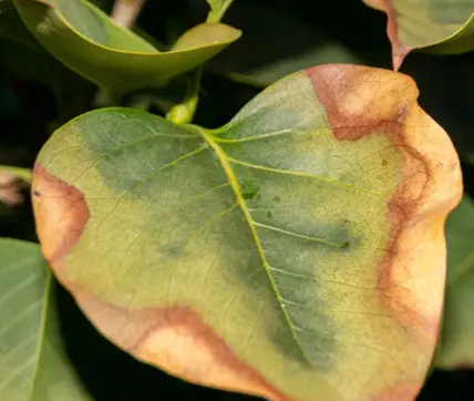 Planta con manchas marrones por exceso de sol y altas temperaturas