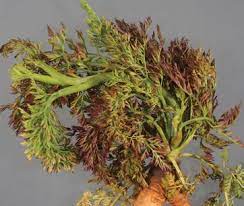 Vírus da folha vermelha da cenoura: como reconhecê-lo e tratá-lo de forma eficaz